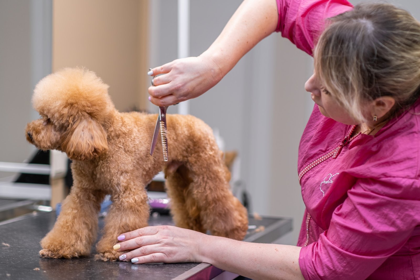 Professional pet groomer trimming a dog's hair using a trimming scissors at a pet spa salon.