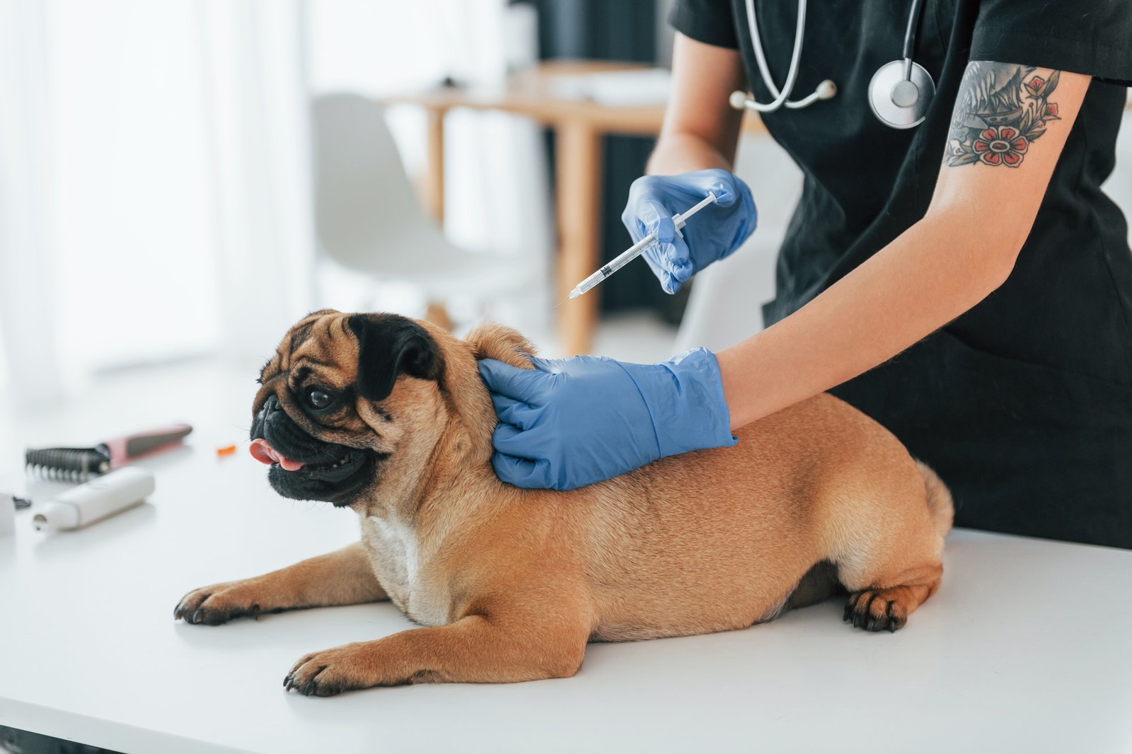With syringe. Procedure of vaccination. Pug is in the grooming salon with veterinarian