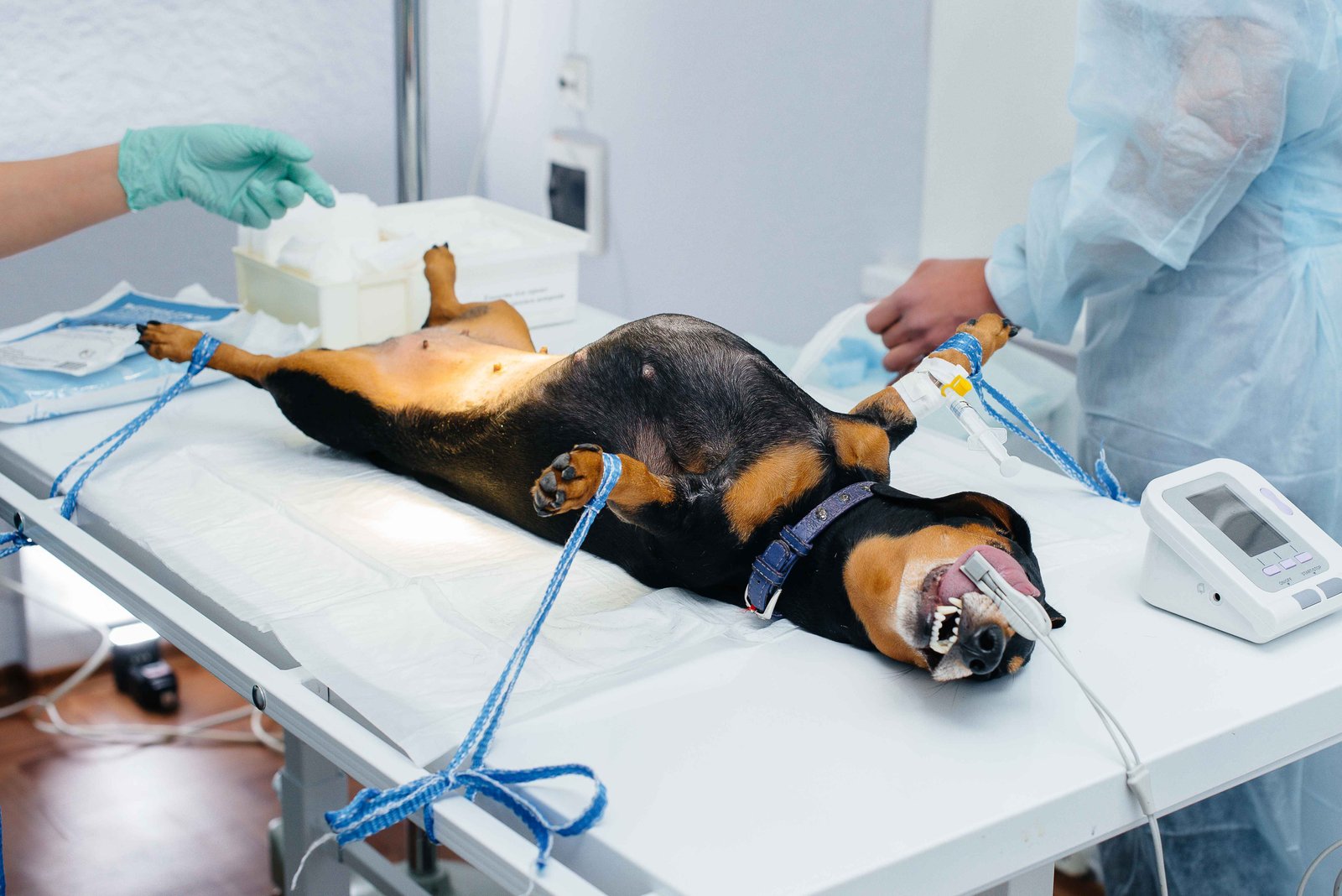 Types of Pet Emergencies that require Immediate Veterinary Care in Hyderabad