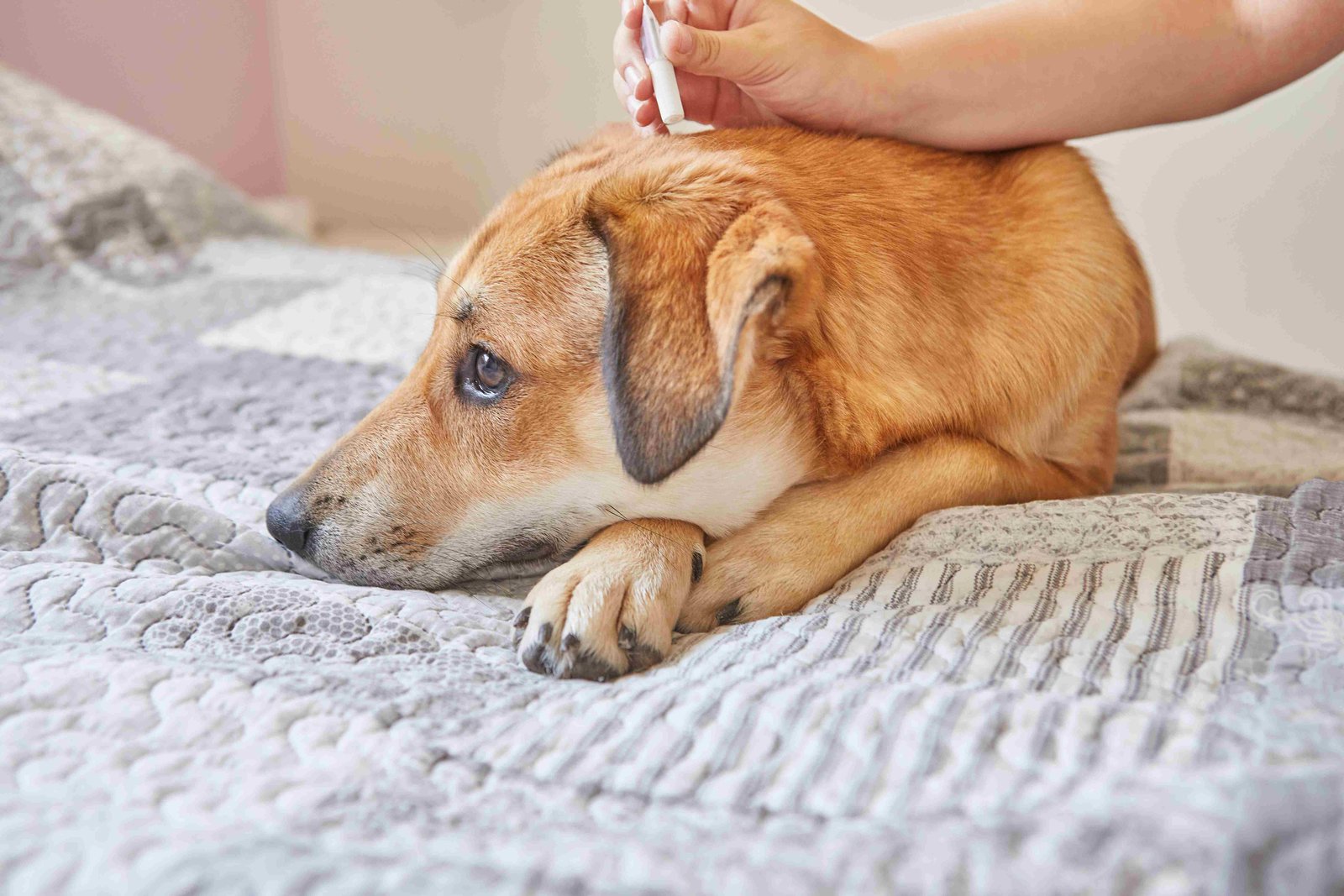 Cat & Dog Illness Symptoms & 5 Tell-tale Signs your Furry-friend needs a Vet Visit