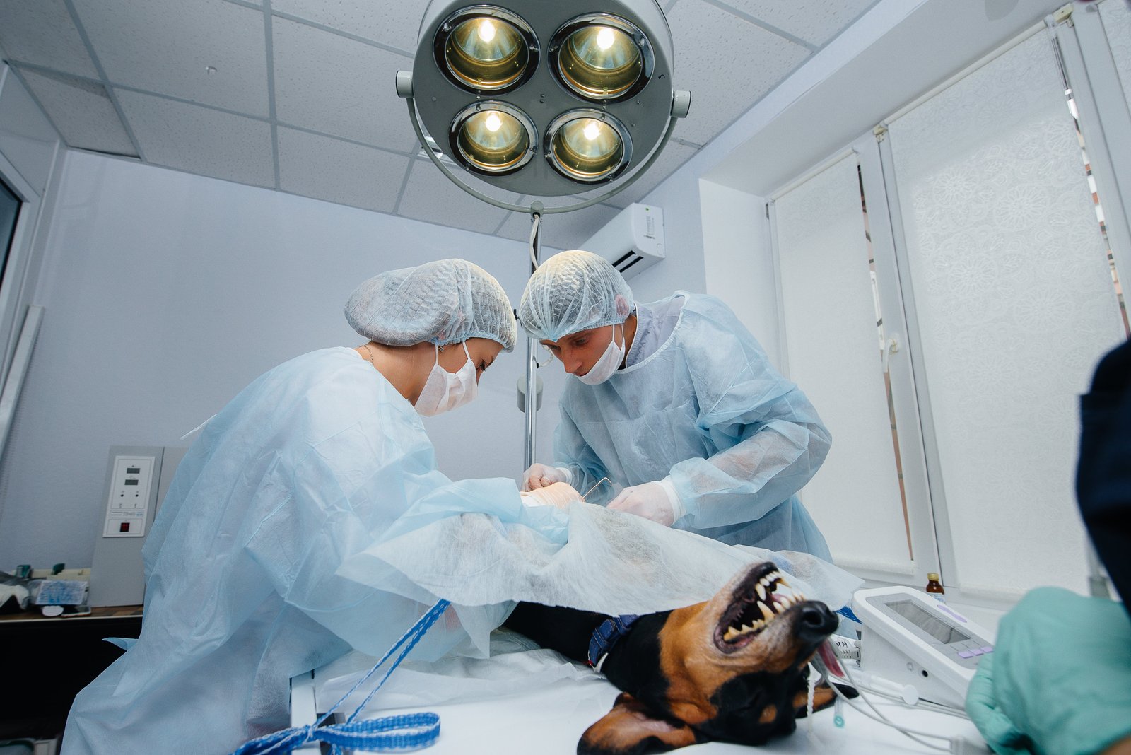 Types of Surgeries available in Veterinary Hospitals in Hyderabad