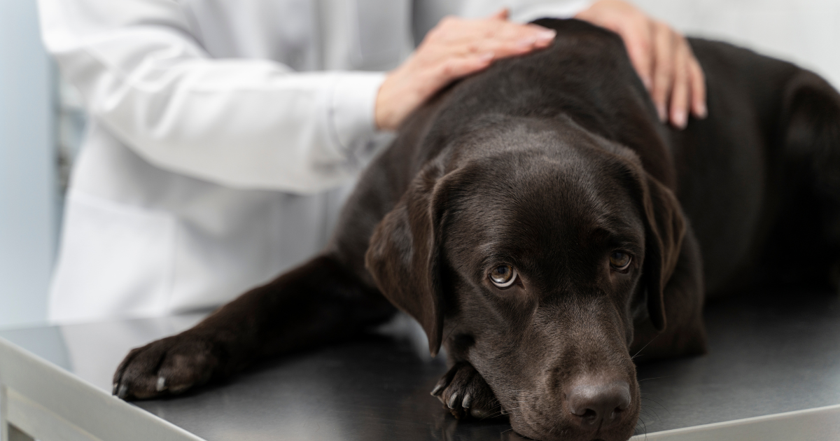 20 Dog Warning Signs You Must Consult a Vet Immediately