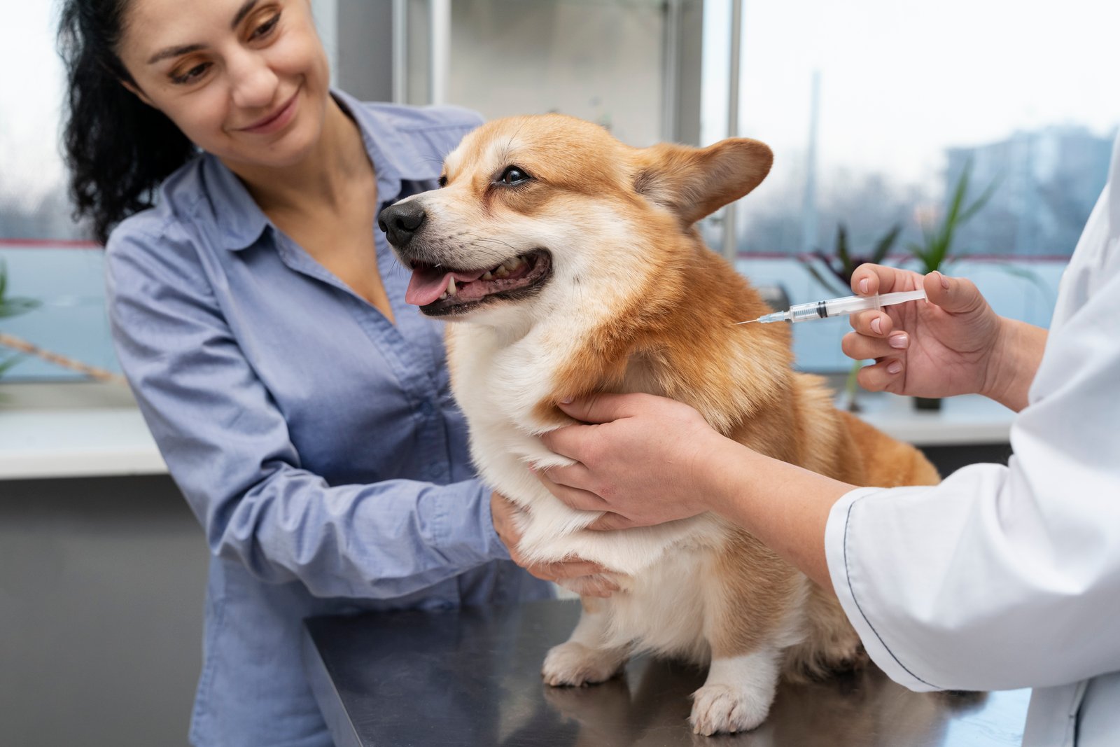 Vaccinations for Pets – Cat and Dog Vaccines in Hyderabad