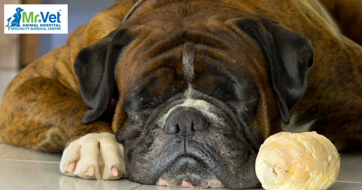 Why is My Dog Overweight? Understanding the Causes