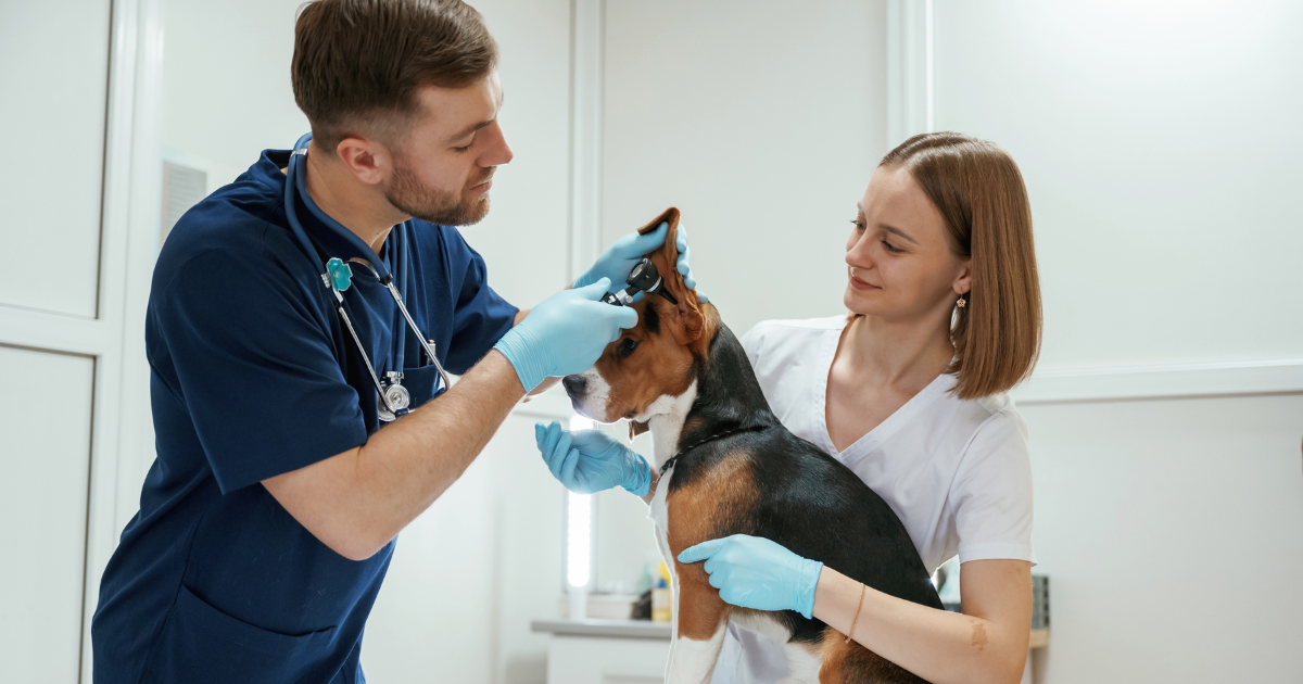 How Does a Routine Veterinarian Visit Benefit Your Pet’s Health?