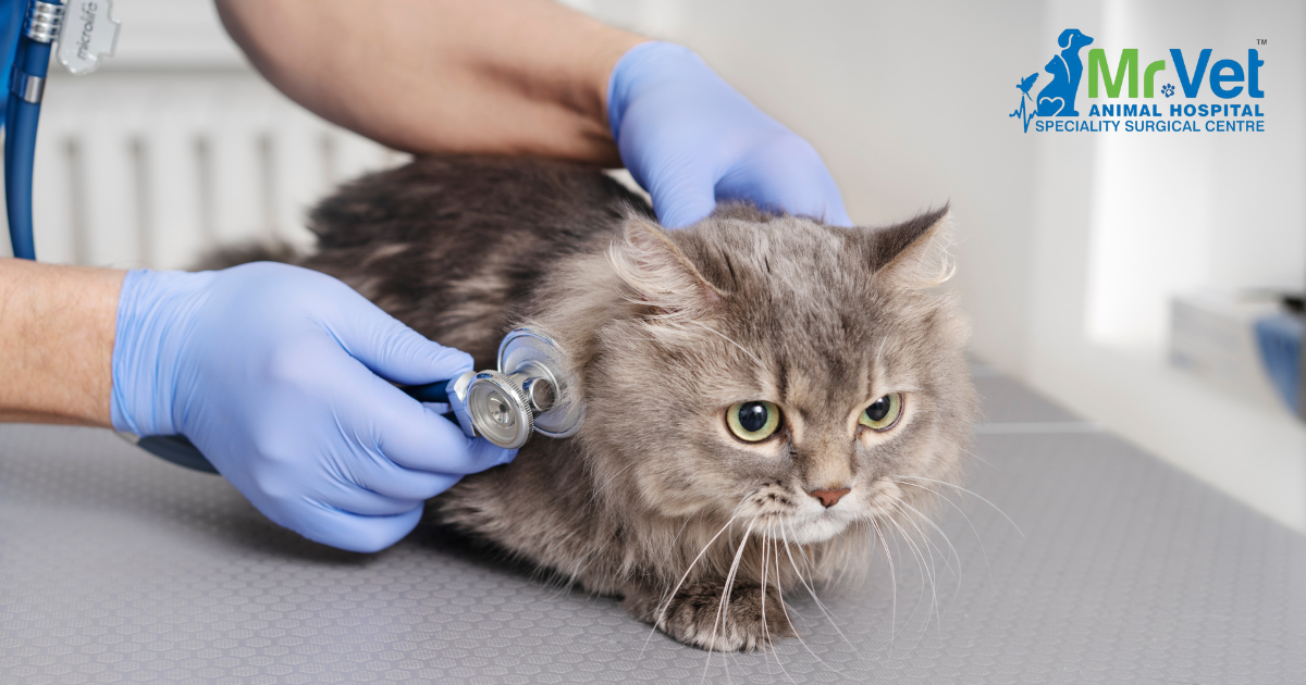 Health Benefits of Spaying and Neutering Cats