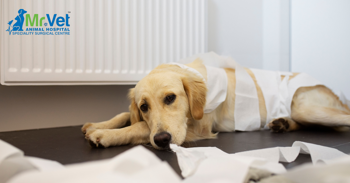 Dog Diarrhea Causes: Common Reasons Why Dogs Get Diarrhea and How to Prevent It