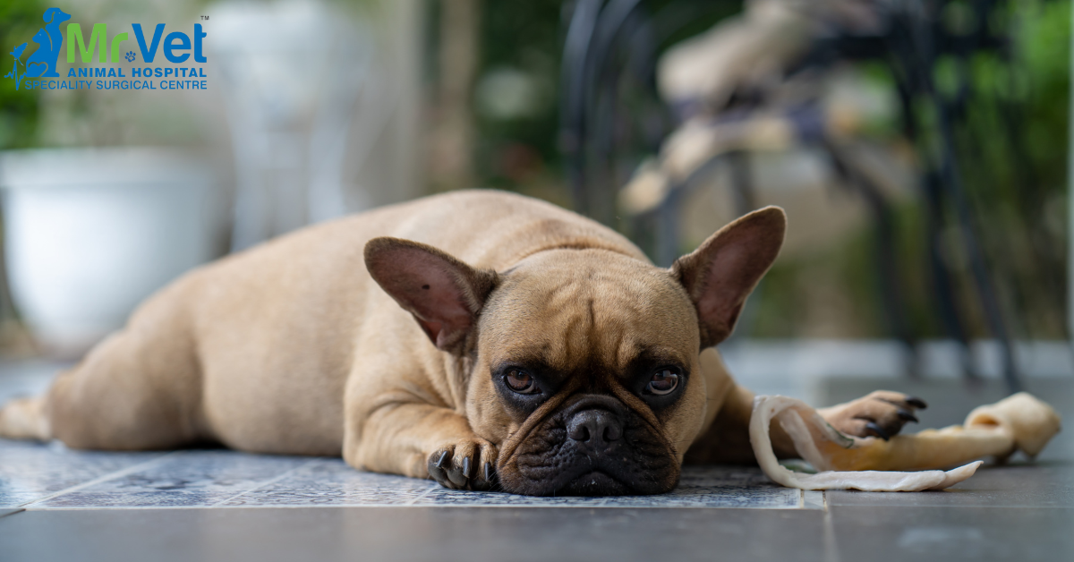 Causes of Your Pet’s Upset Stomach