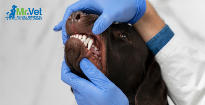 Dental Issues in Dogs