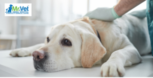 Understanding Ascites in Dogs Abdomen: Symptoms, Causes, Treatment, and ...