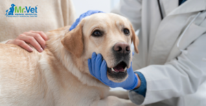 Early Warning Signs of Cancer in Dogs You Need to Be Aware Of