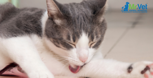 Why Is Your Cat Vomiting? Understanding Vomit Colors, Regurgitation Differences, and Treatment Options