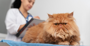 Scabies in Cats: Understanding the Causes of Itching, Crusty Skin, and Hair Loss