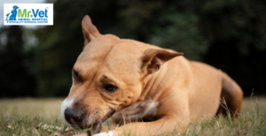 Common Dog Allergies: Symptoms, Treatment, and Prevention