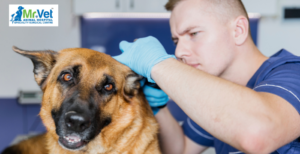 How to Detect and Treat Ear Infections in Dogs