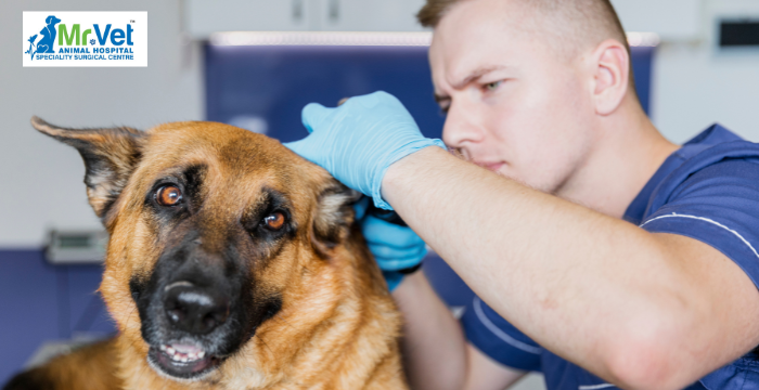 Ear Infections in Dogs