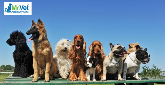 Best Dog Breeds for Families