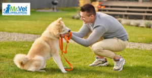 How to Train a Dog: Tips for Teaching Basic Commands