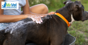 Why Is My Dog Itching Constantly? Understanding Skin Allergies in Dogs