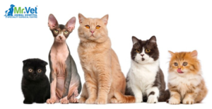 Top 10 Cat Breeds in India: Which One is Right for You?