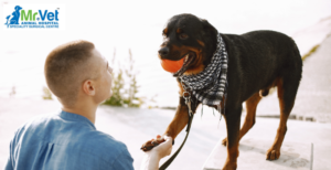 Dog Boarding Tips: The Ultimate Guide to a Stress-Free Experience for Your Dog