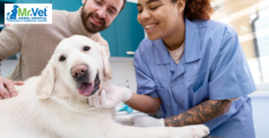 MrVet: Your Trusted Ortho & Neuro Vet Hospital in Gachibowli for Expert Pet Care