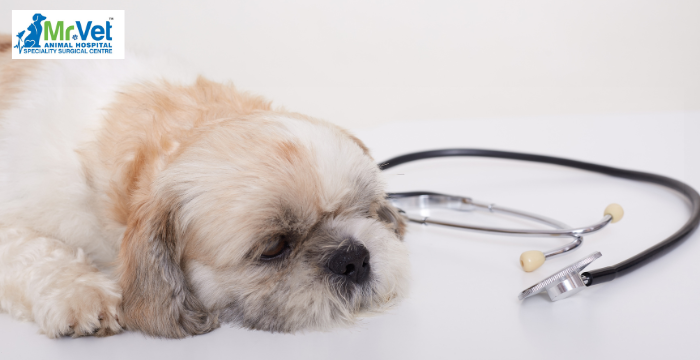 Diabetes in Pets