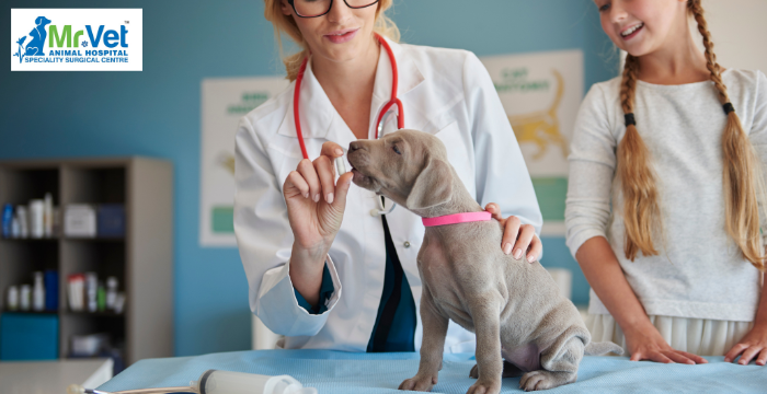 Heartworm Prevention in Dogs