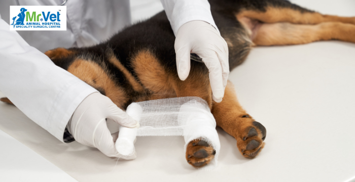 first aid tips for dogs and cats