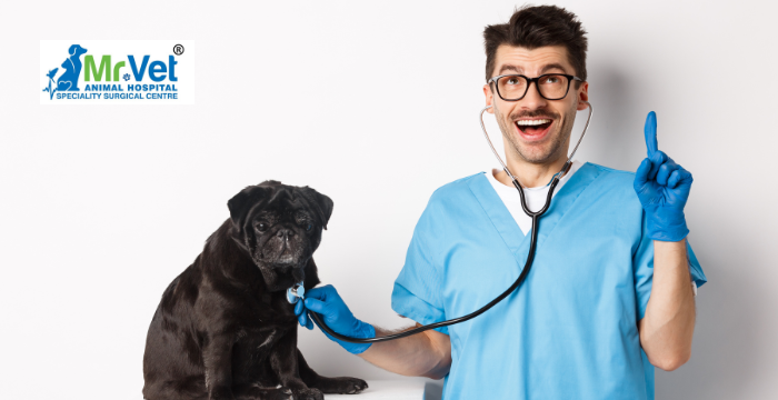 Best Veterinarian for Your Furry Friend