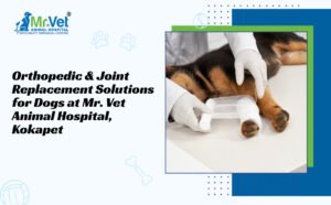 Orthopedic & Joint Replacement Solutions for Dogs at Mr. Vet Animal Hospital, Gachibowli