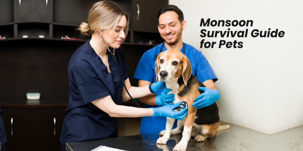 Monsoon Survival Guide for Hyderabad Pets: From Ticks to Tummy Troubles