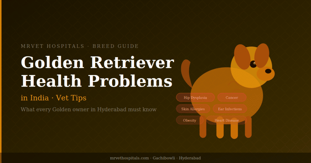 Golden retriever health problems in India — common issues and vet tips