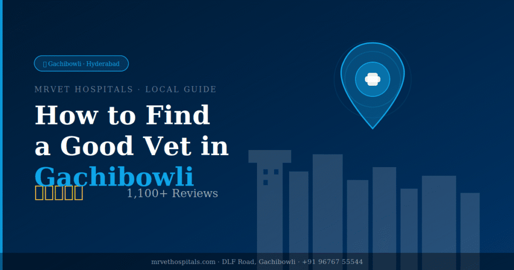 How to find a good vet in Gachibowli — what to look for and questions to ask