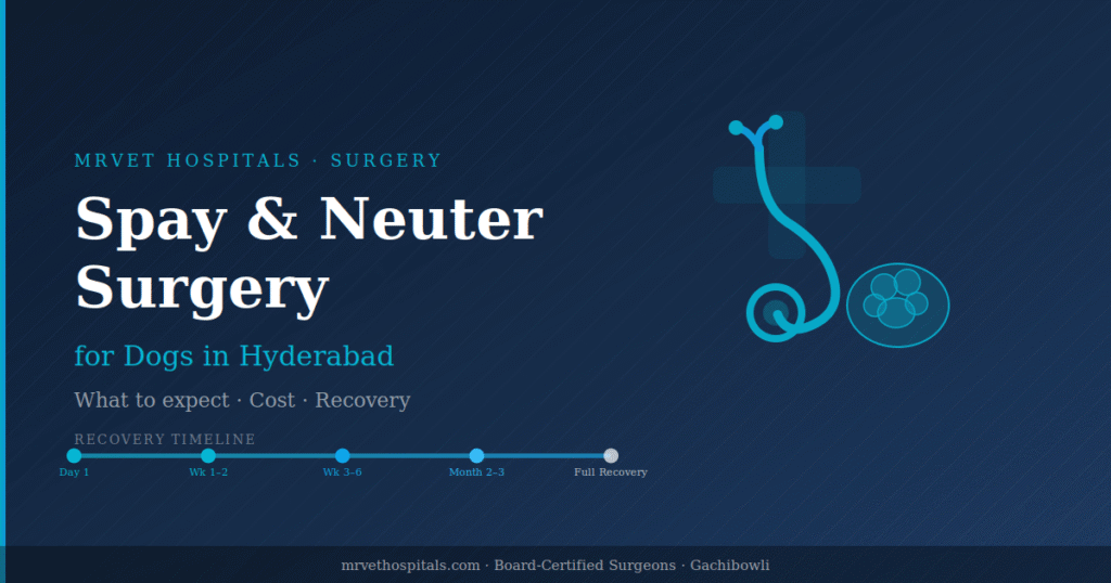Spay and neuter surgery for dogs in Hyderabad — what to expect