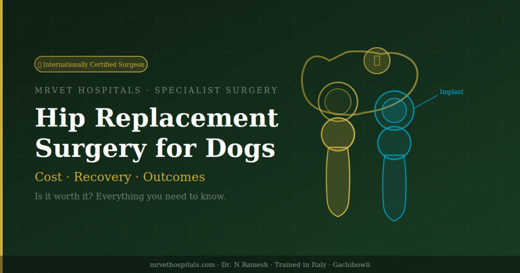 Hip replacement surgery for dogs — is it worth it? Cost, recovery and outcomes
