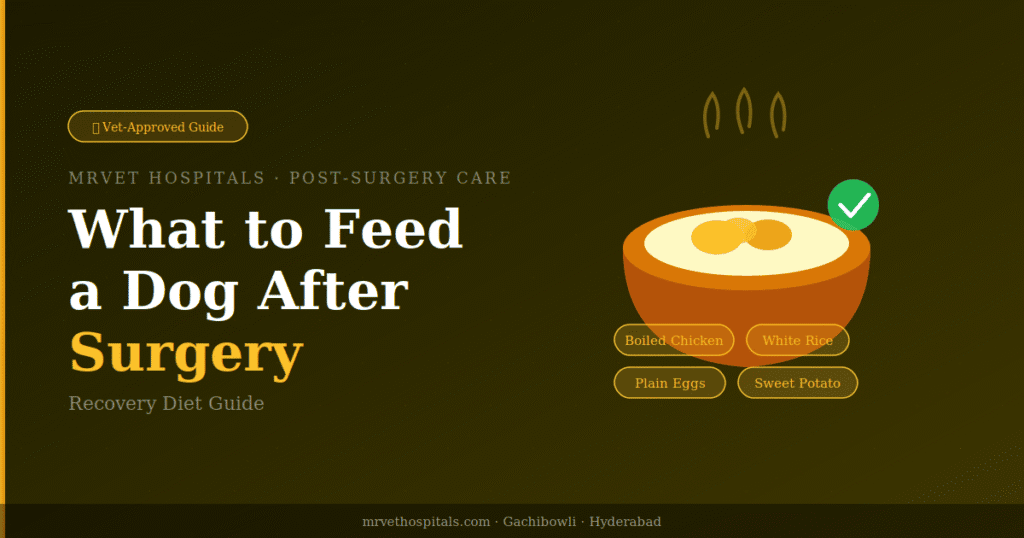 What to feed a dog after surgery — vet-approved recovery diet guide